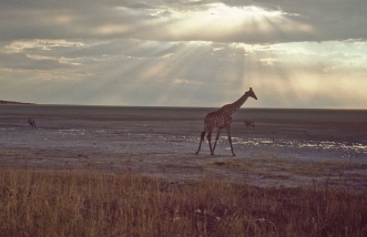 Etosha Nationalpark, Namibia